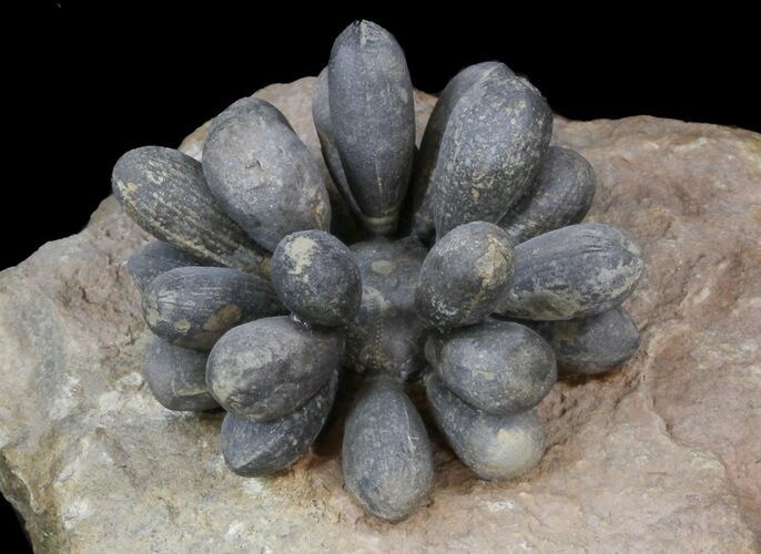 Club Urchin (Firmacidaris) Fossil - Jurassic #39145